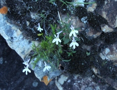 Lobelia hypsibata