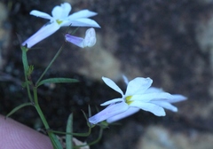 Lobelia hypsibata