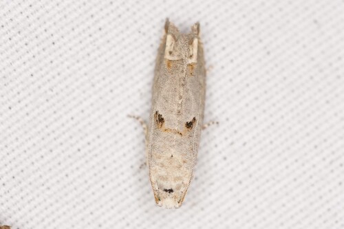 Sunflower Bud Moth photo 4