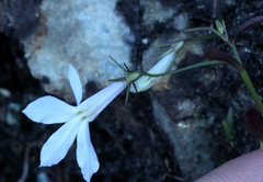 Lobelia hypsibata
