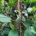 Acalypha stachyura