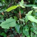 Acalypha stachyura 2