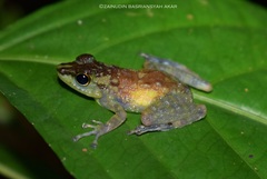 Staurois tuberilinguis