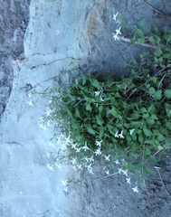 Lobelia hypsibata