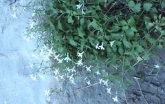 Lobelia hypsibata