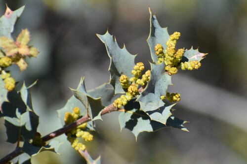 coastal sage scrub oak (Quercus dumosa)