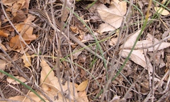 Aspidoscelis uniparens