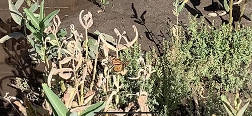 Monarch photographed in Nevada