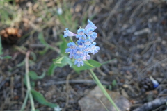 Penstemon glaber