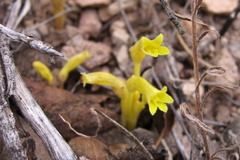 Aphyllon fasciculatum