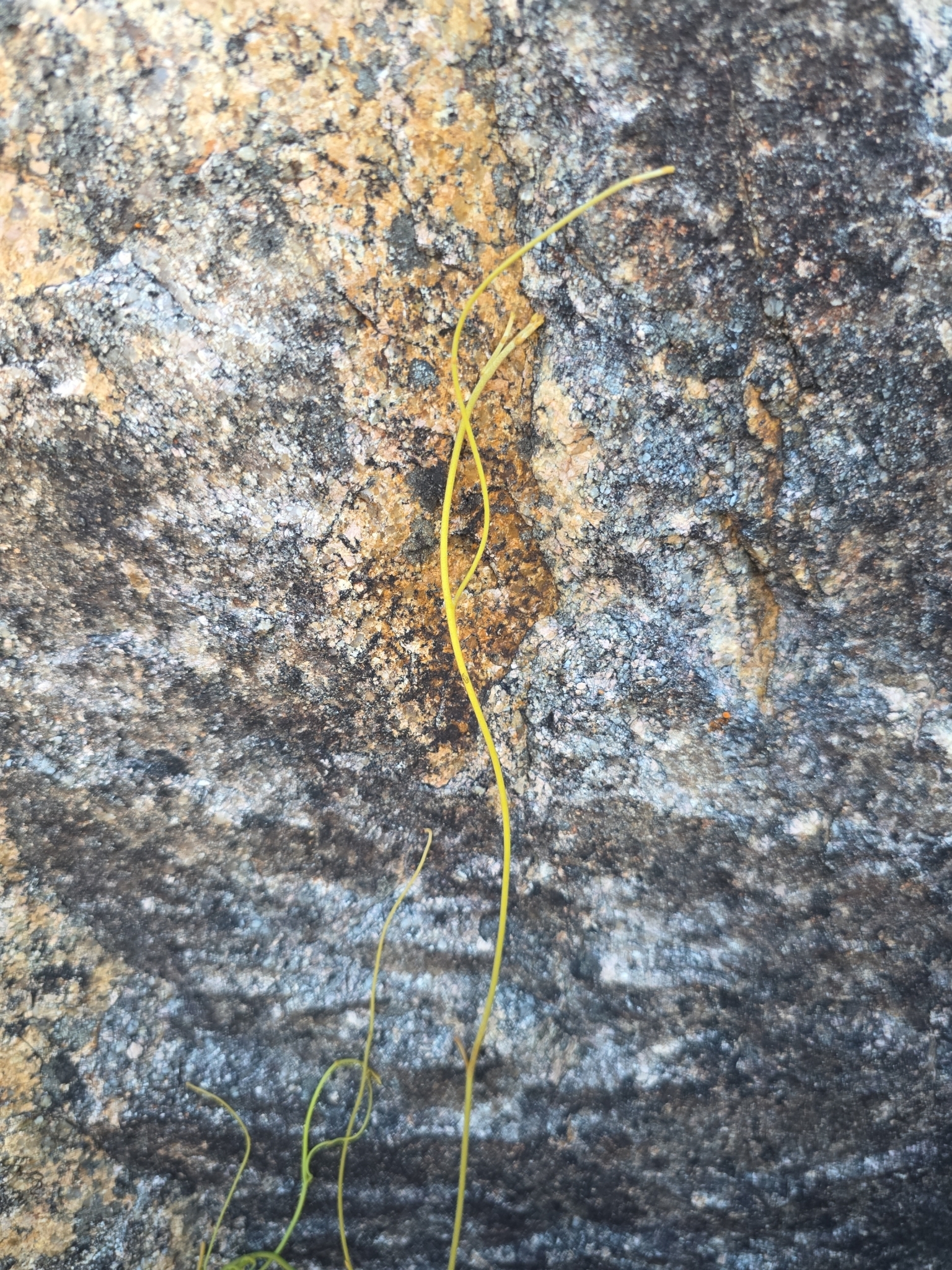 Cassytha filiformis — ảnh 2