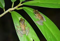 Staurois tuberilinguis