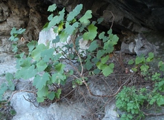 Pelargonium papilionaceum