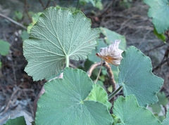 Pelargonium papilionaceum