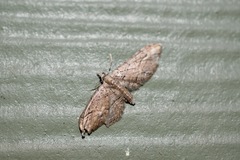 Eupithecia unicolor