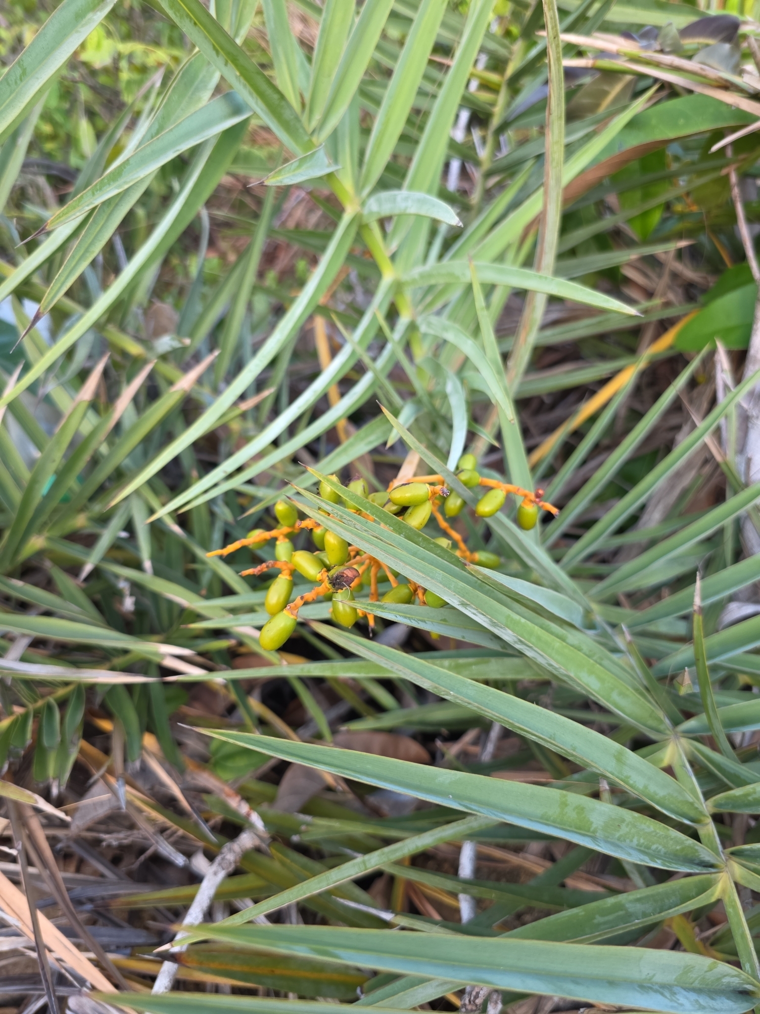 Phoenix loureiroi (Phoenix loureiroi)