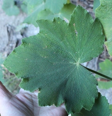 Pelargonium papilionaceum
