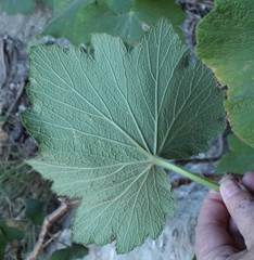 Pelargonium papilionaceum