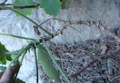 Pelargonium papilionaceum