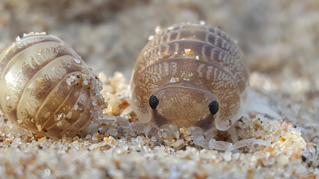 Cape Calloused Beach Pillbug