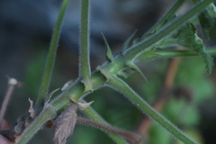 Pelargonium papilionaceum