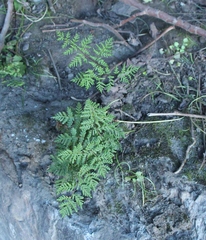 Cheilanthes multifida multifida
