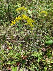 Solidago shortii