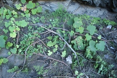 Cheilanthes multifida multifida