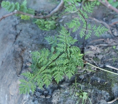 Cheilanthes multifida multifida