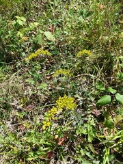 Solidago shortii
