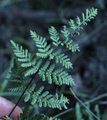 Cheilanthes multifida multifida