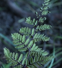 Cheilanthes multifida multifida