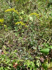 Solidago shortii