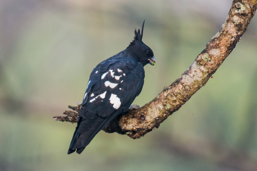 Black Baza