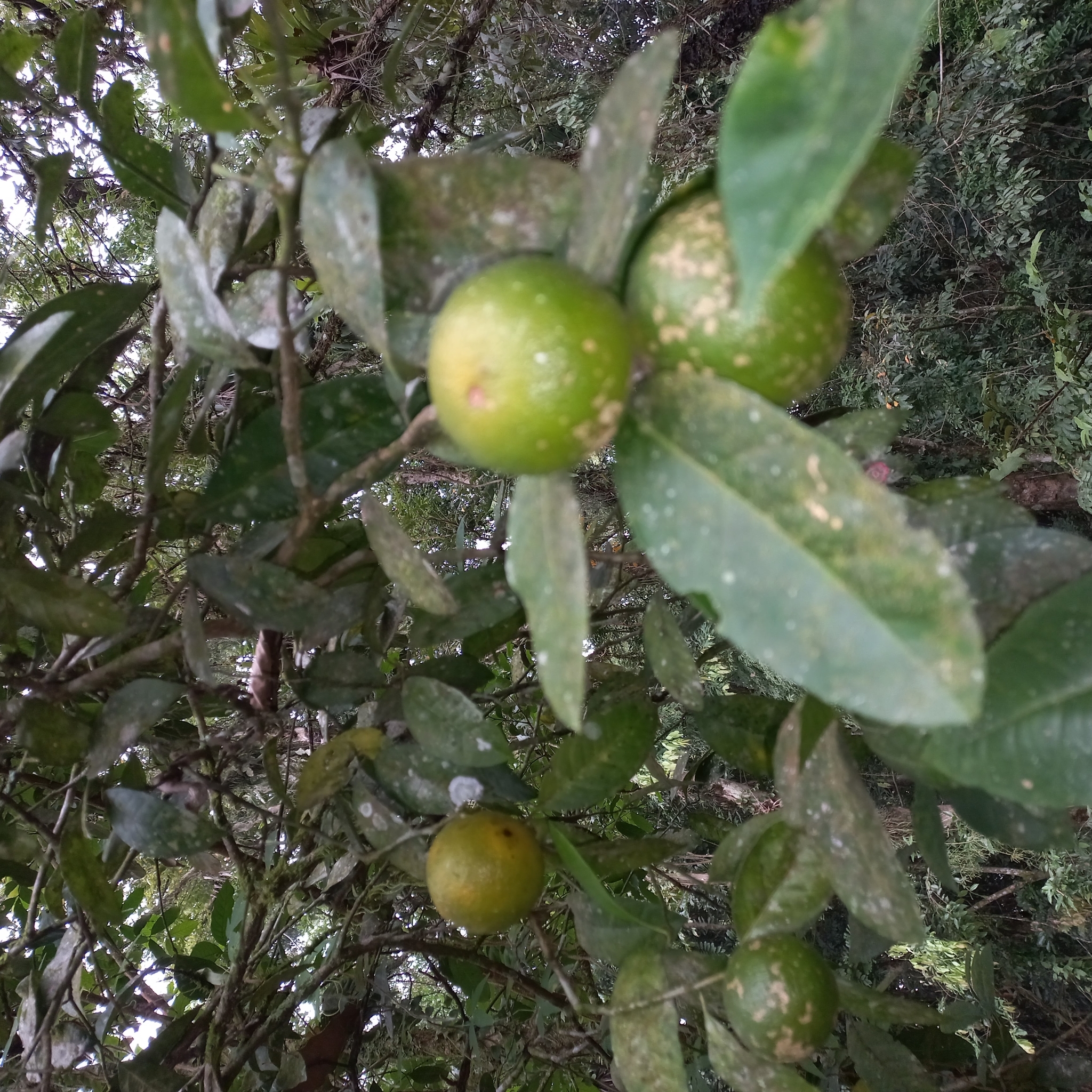 Imagem de limão-cravo