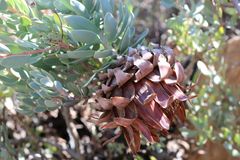 Protea sulphurea