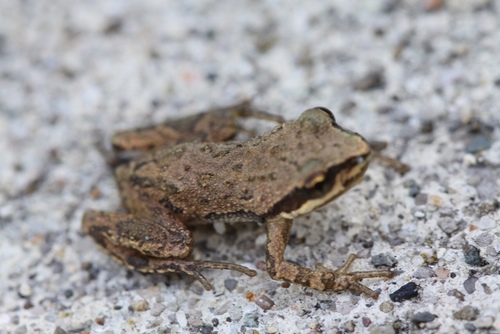 Western Chorus Frog