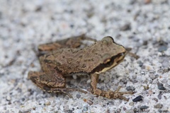 Western Chorus Frog photo 4