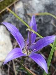 Campanula aurita