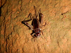 Teleogryllus mitratus