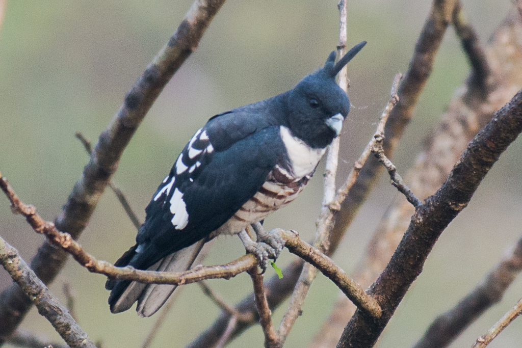 Black Baza