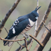 Black Baza - Photo (c) Vijay Anand Ismavel, some rights reserved (CC BY-NC-SA)