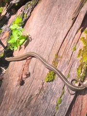Thamnophis errans