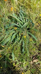 Chlorogalum pomeridianum divaricatum