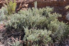 Protea sulphurea