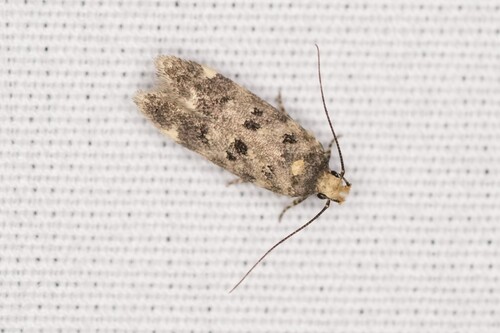 White-spotted Chionodes Moth photo 4