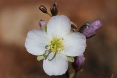 Heliophila carnosa