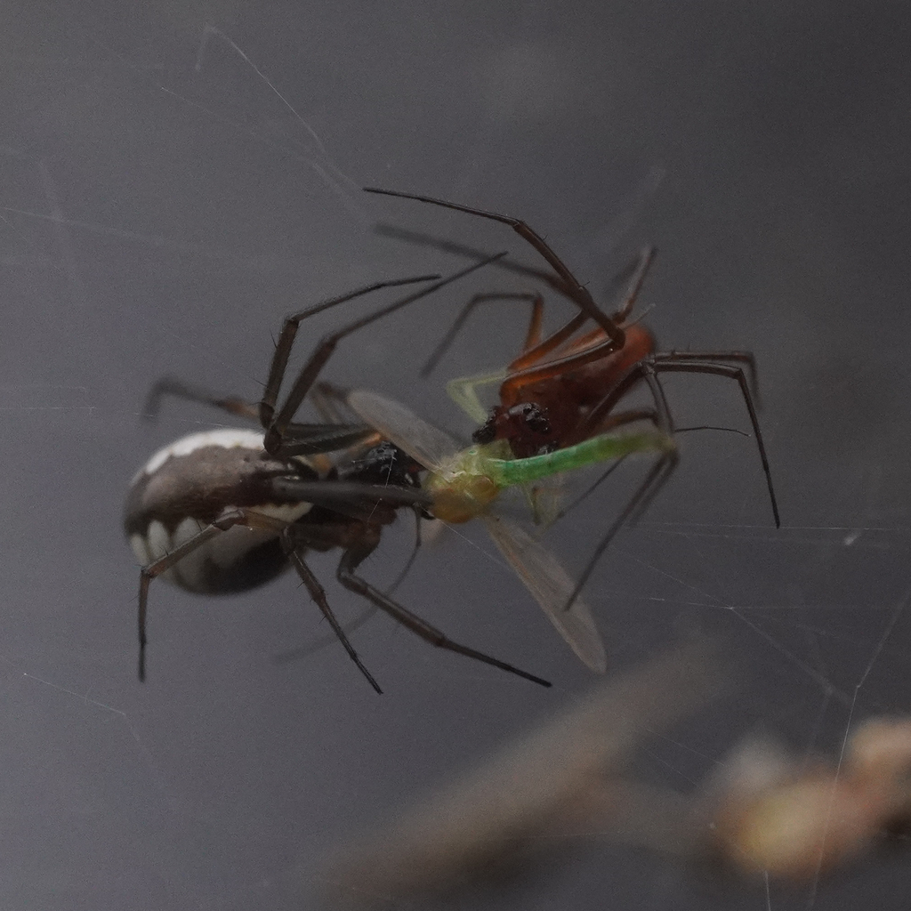 Bowl and doily spider (Frontinella pyramitela)
