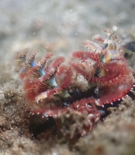 Ornate Christmas Tree Worm