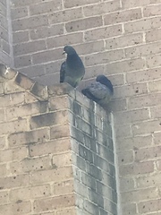 Columba livia domestica